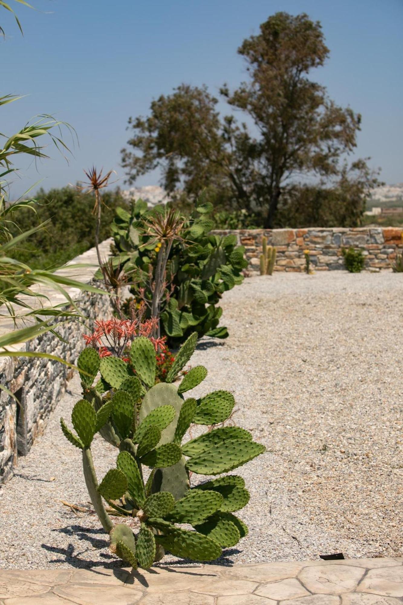 Olives Rocks Naxian Villas Agia Anna  外观 照片